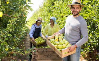 Cueillette de pommes
